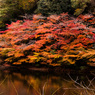 遊歩道からの紅葉風景