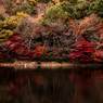 駐車場正面からの紅葉風景