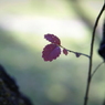 useing@