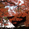 常寂光寺　＃１０