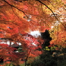 常寂光寺　＃１１