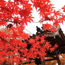 常寂光寺　＃１３