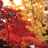 常寂光寺　＃１４