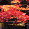 常寂光寺　＃１５