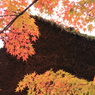 常寂光寺　＃２０