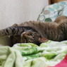 こころ