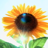 太陽とSUN