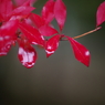 つつじの紅