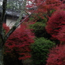 渋めな紅葉