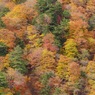 渓谷の秋⑫