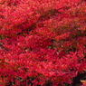 二度花