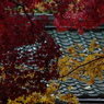 IMGP2457