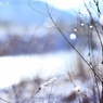 雪のしずく