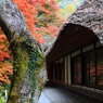 紅葉が楽しめる家