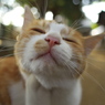 神社猫44
