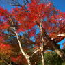 架橋と紅葉