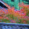 屋根と紅葉