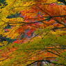彩色々紅葉