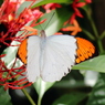 ツマベニチョウ(褄紅蝶/Hebomoia glaucippe)