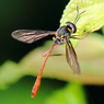 スズキハラボソツリアブ(Systropus suzukii Matsumura)
