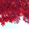 紅く紅くもっと紅く