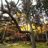 京都補完計画 其ノ参拾玖