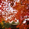 西明寺三重塔の紅葉