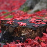 みちのく落ち紅葉2