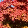 2012年　紅葉