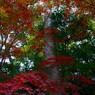 まん中の木は紅葉に、