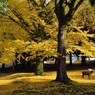 1211奈良公園3