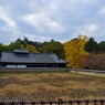 1211奈良公園10