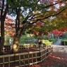 もみじ公園ギャラリー用