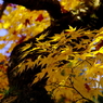 華厳寺(2012.11.24)