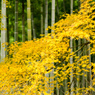 常寂光寺～紅葉竹～