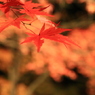 長瀞　紅葉