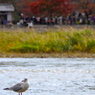 黄昏のユリカモメ