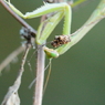 越冬カマキリ？