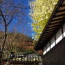 ある山村のイチョウの木