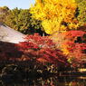 醍醐寺2012