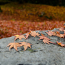 東福寺～岩と紅葉～