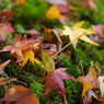 東福寺にて～苔と紅葉～