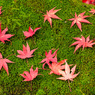 常寂光寺～苔と紅葉～