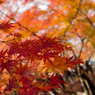 天龍寺～混んでて庭園諦めました～