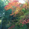 虹の紅葉