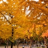 白川公園の紅葉