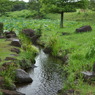 蓮池と小川