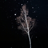 粉雪舞う