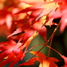 成田公園の紅葉 #1