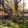 京都補完計画 其ノ伍拾弐
